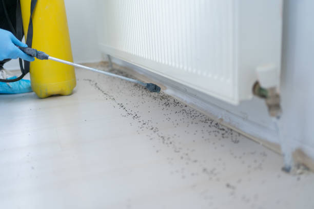 Best Affordable Pest Control Services  in Cave Spring, VA